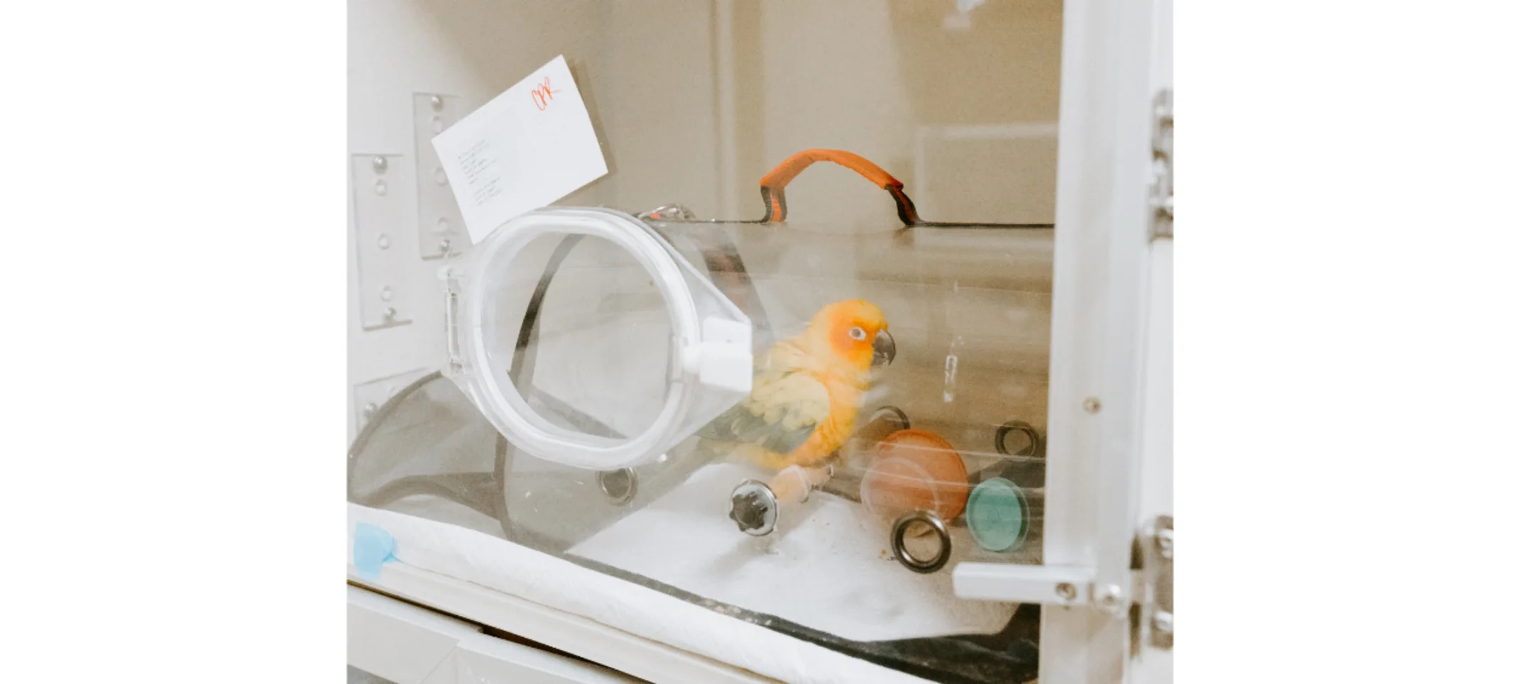 AEHNT Bird boarding AEHNT Bird boarding