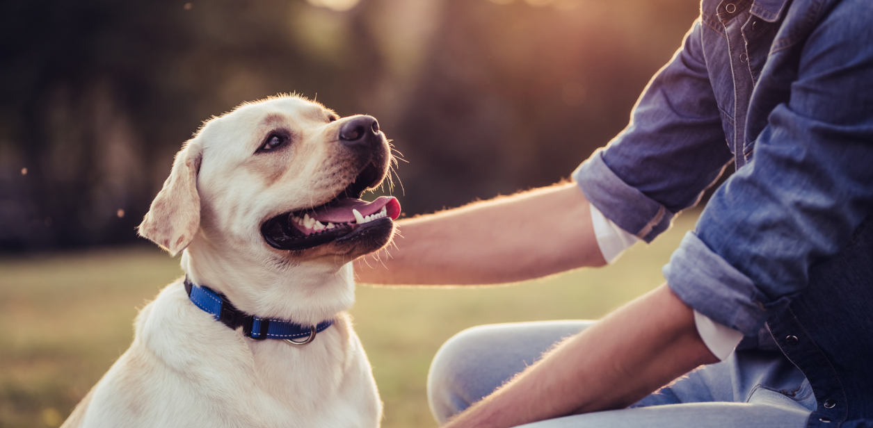 An owner pets their dog at the park. 