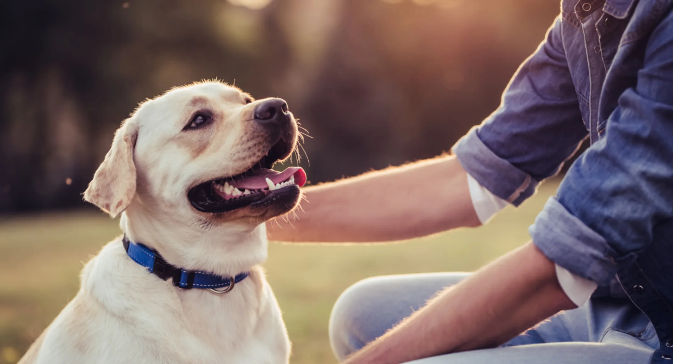 An owner pets their dog at the park. An owner pets their dog at the park.