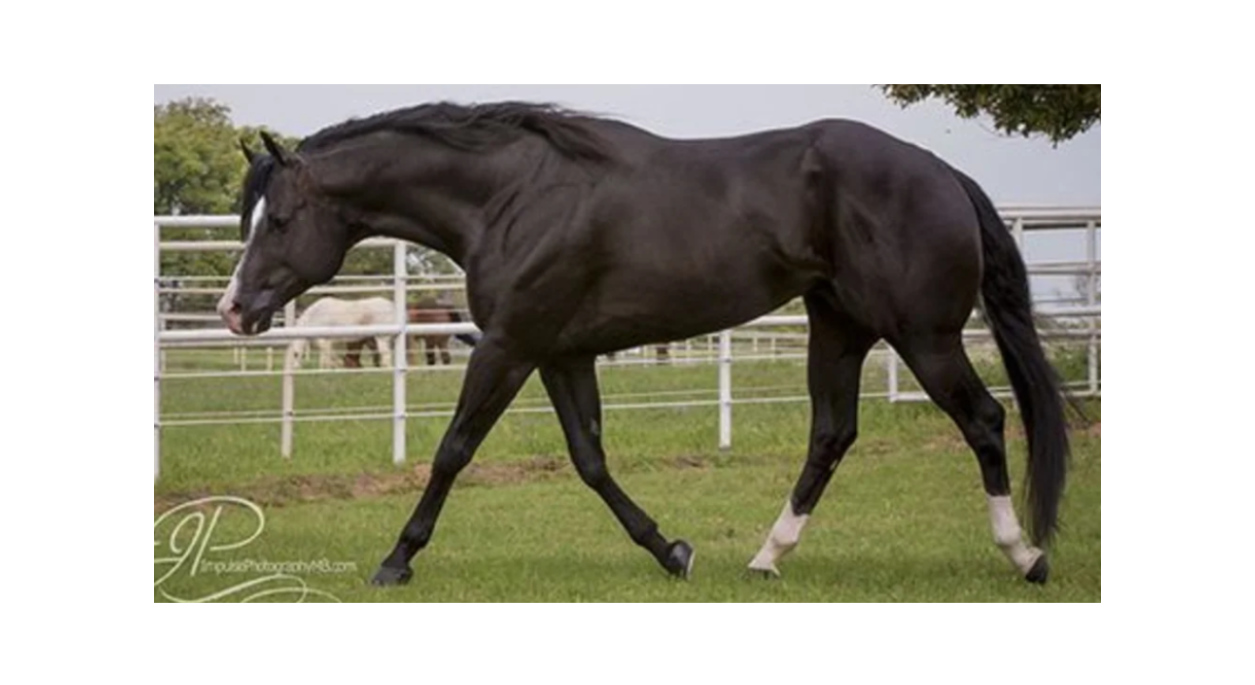 Nite Moves, a black horse