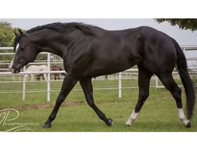 Nite Moves, a black horse