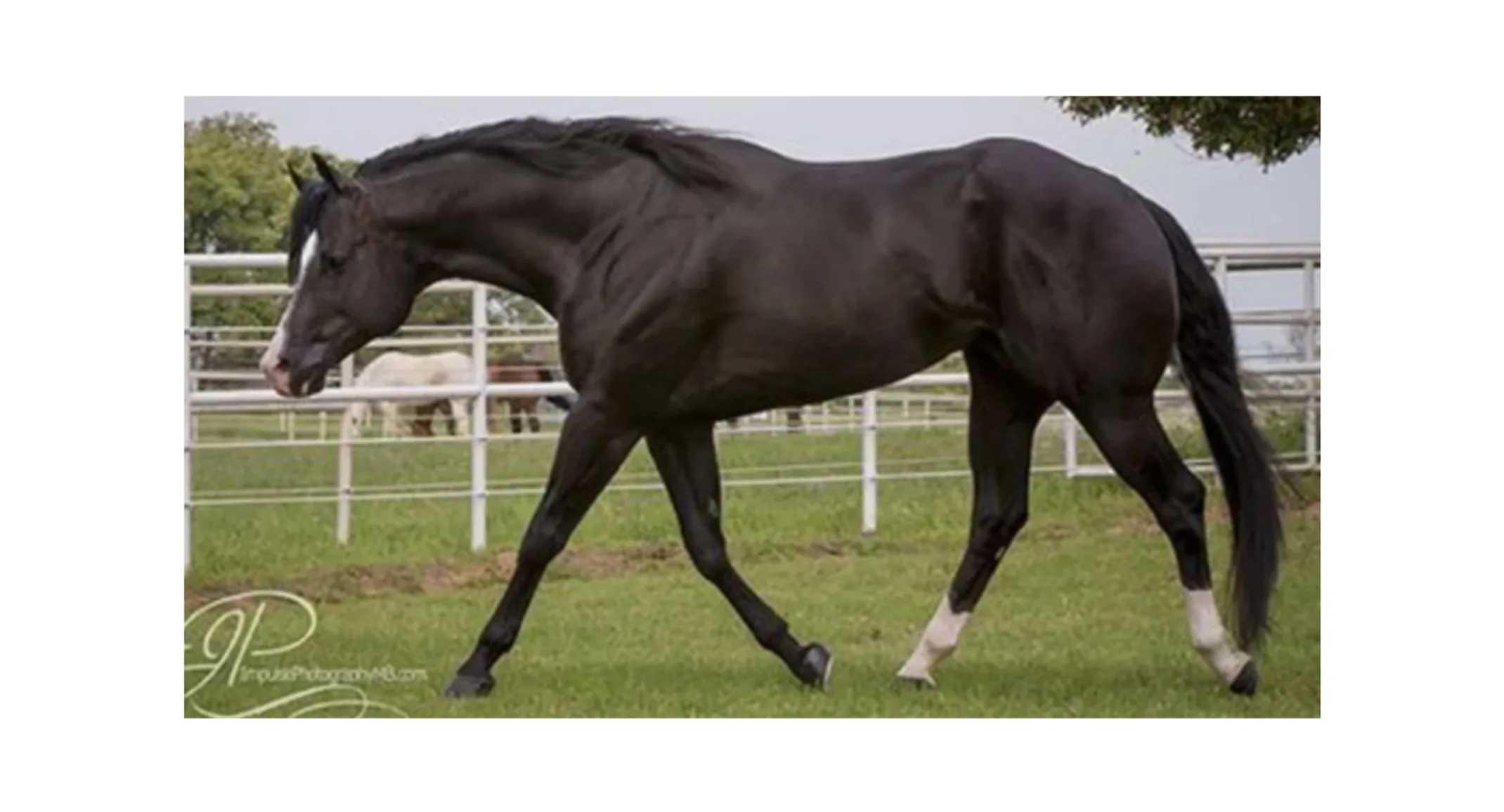 Nite Moves, a black horse