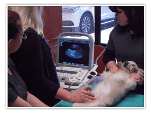 Staff members preforming an Ultrasound at Forest Hill Animal Hospital