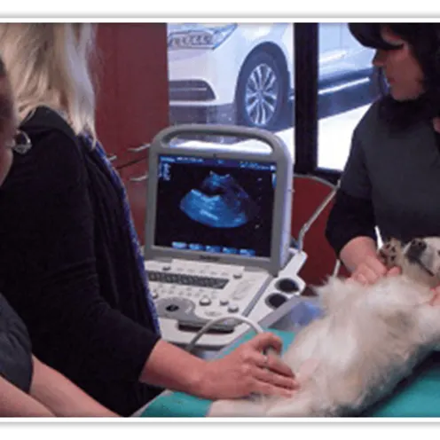 Staff members preforming an Ultrasound at Forest Hill Animal Hospital