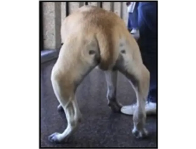 Back of small dog with MPL Back of small dog with MPL