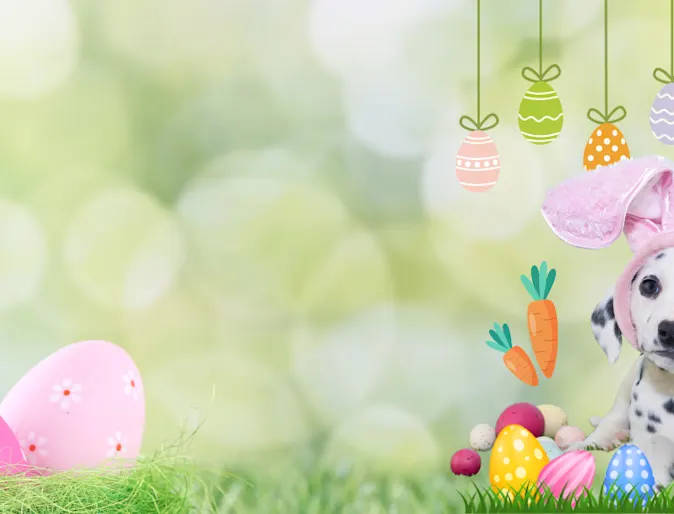 Dalmatian (Dog) Wearing Bunny Ears Dalmatian (Dog) Wearing Bunny Ears