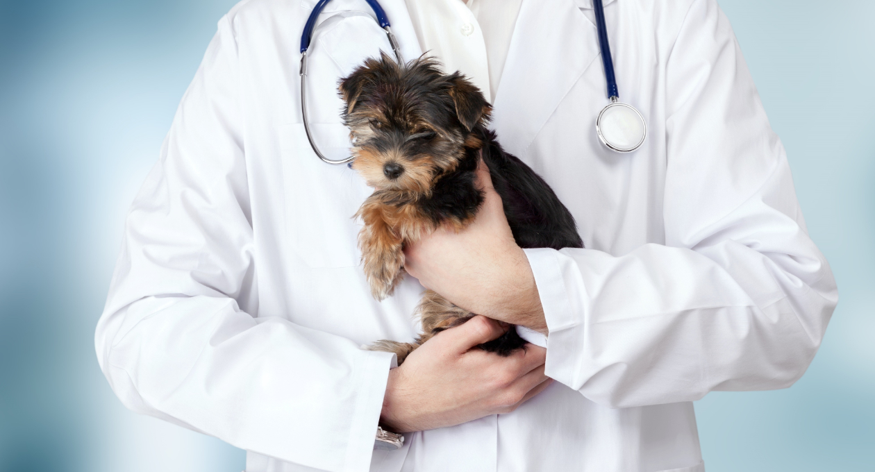 Close Up of Veterinarian Holding Small Puppy