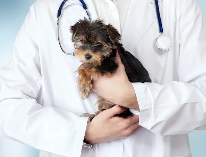 Close Up of Veterinarian Holding Small Puppy Close Up of Veterinarian Holding Small Puppy