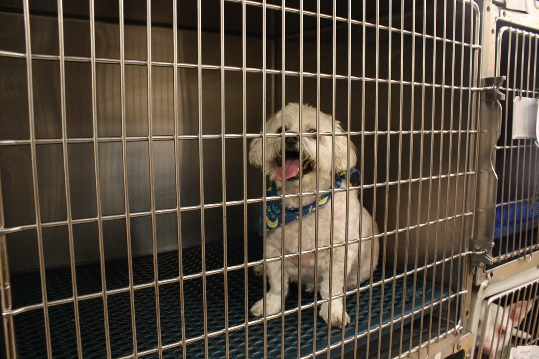 Westridge Animal Hospital Boarding