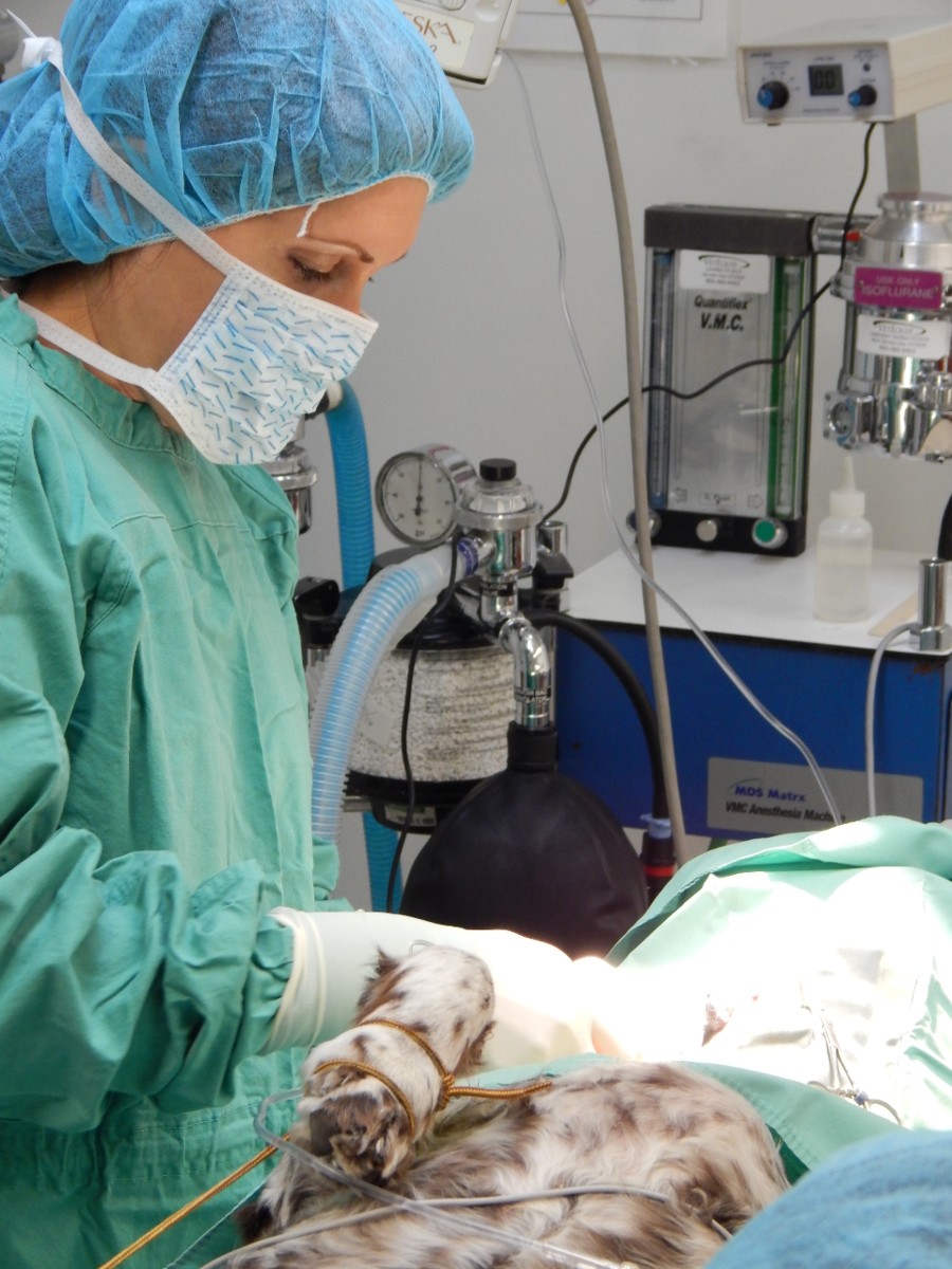 Dr. Weiss doing Surgery