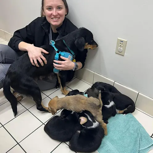 Dr. Koller in the Exam Room with Puppies Dr. Koller in the Exam Room with Puppies