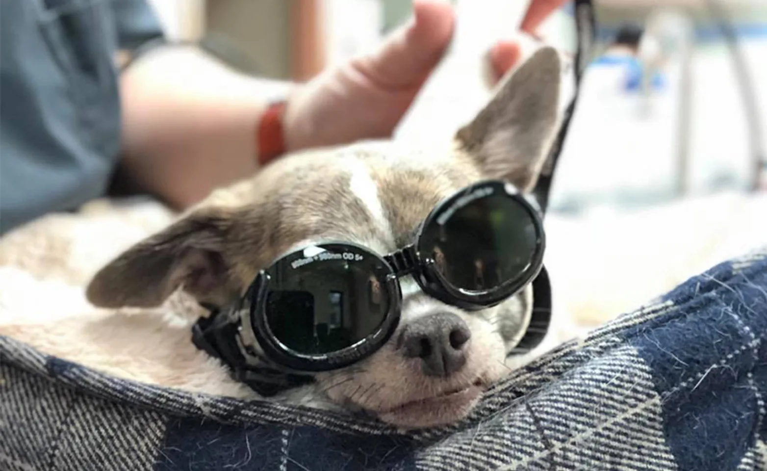 A small dog receiving laser therapy A small dog receiving laser therapy