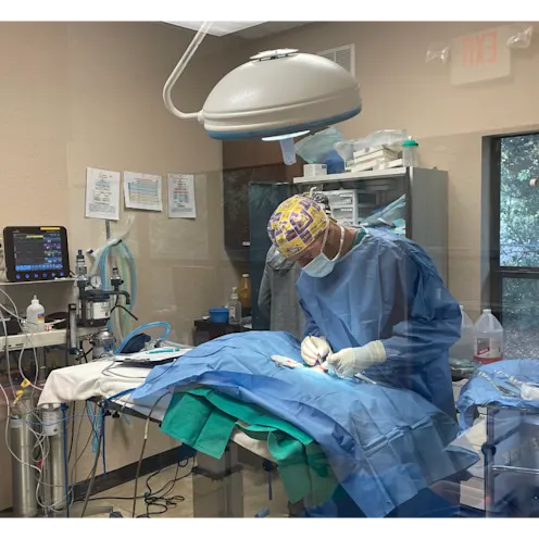 Veterinarian Performing Surgery, Different Angle  Veterinarian Performing Surgery, Different Angle