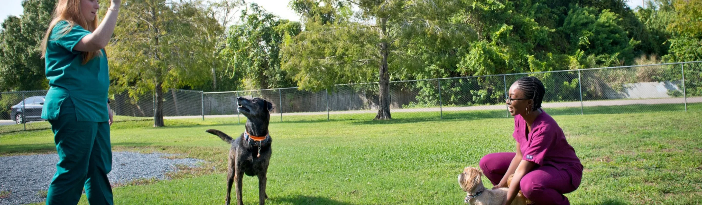 McAbee Veterinary Hospital staff playing with dogs in the puppy play yard McAbee Veterinary Hospital staff playing with dogs in the puppy play yard