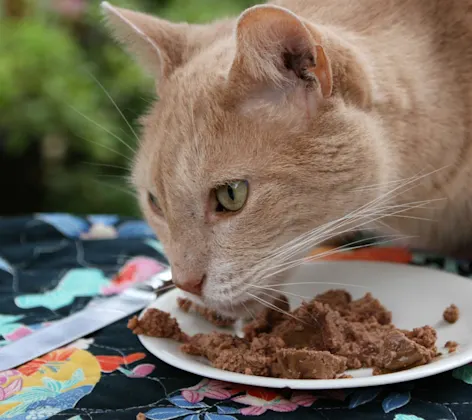 Cat eating cat food off of a small paper plate Cat eating cat food off of a small paper plate