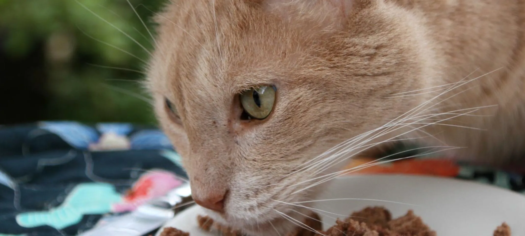 Cat eating cat food off of a small paper plate