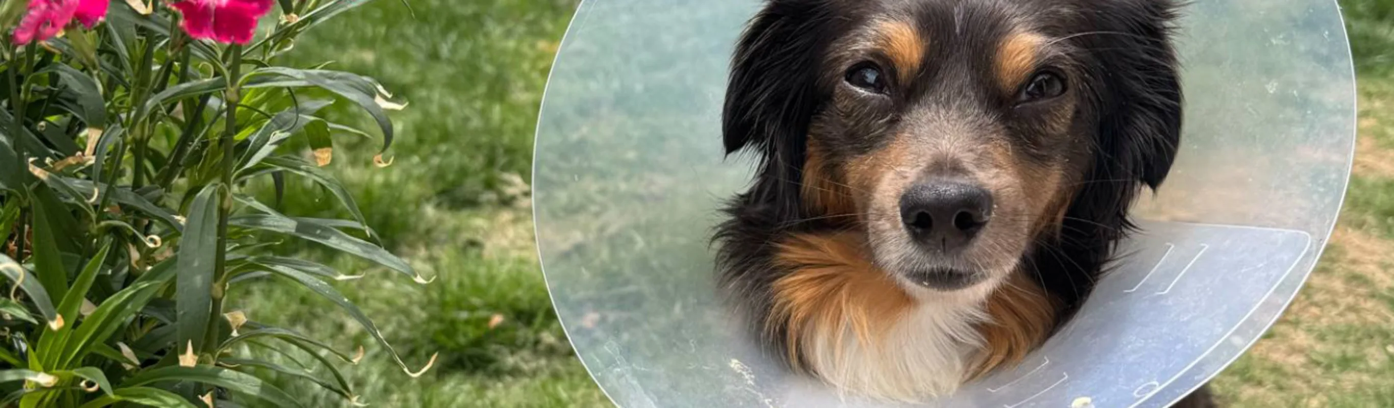 Dog with a cone sitting next to flowers Dog with a cone sitting next to flowers
