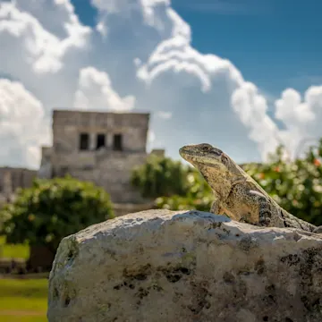 Lizard sitting on a rock Lizard sitting on a rock