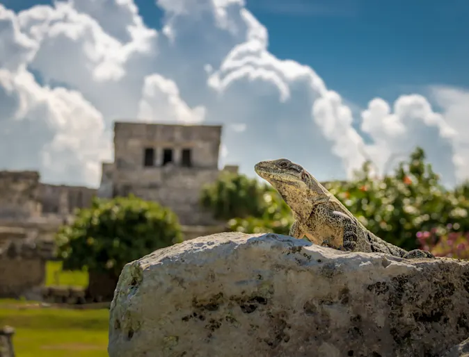 Lizard sitting on a rock Lizard sitting on a rock