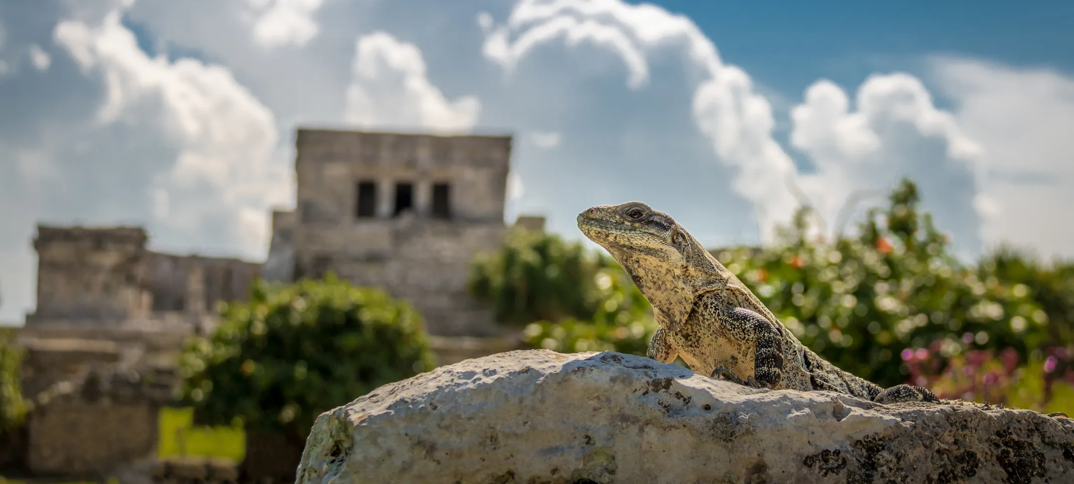 Lizard sitting on a rock 