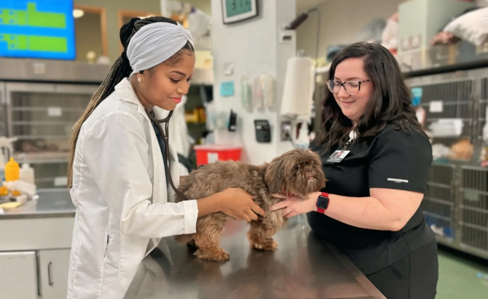 Veterinarian and staff member performing an examination on a brown dog. Veterinarian and staff member performing an examination on a brown dog.