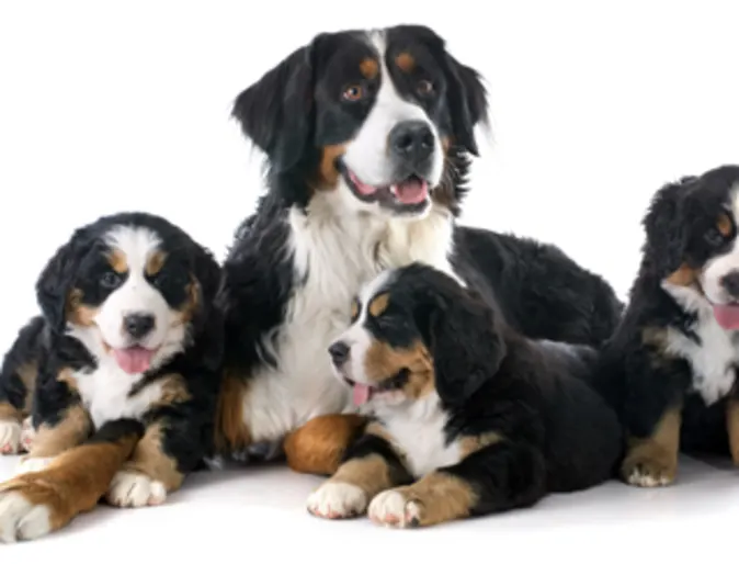 Puppy Litter Puppy Litter