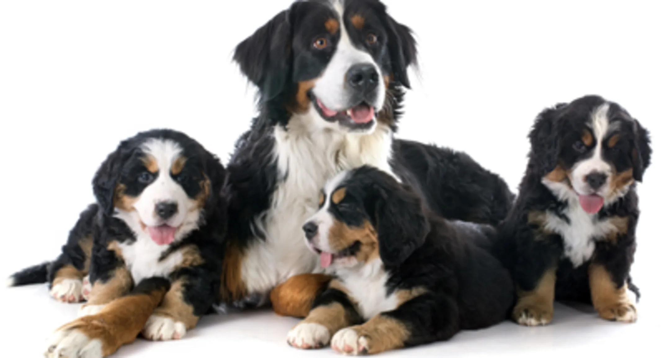 Puppy Litter Puppy Litter