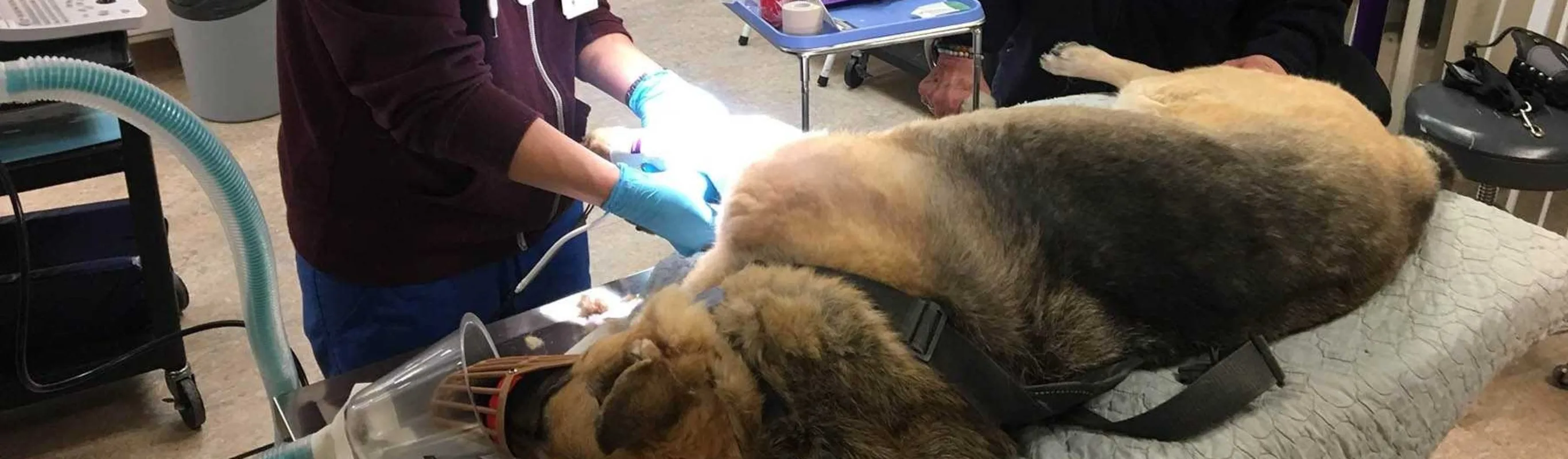 Two staff members working on a dog Two staff members working on a dog