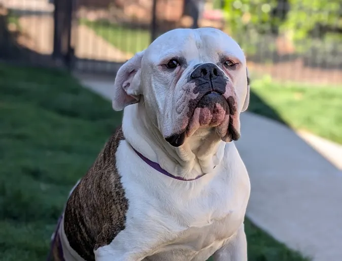 Boxer sitting outside. Boxer sitting outside.