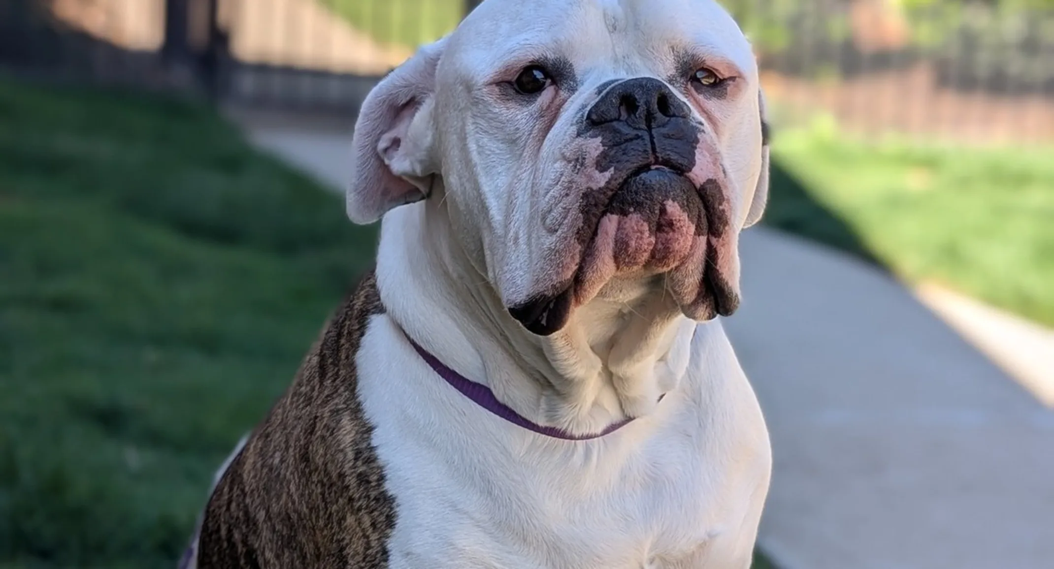 Boxer sitting outside. Boxer sitting outside.