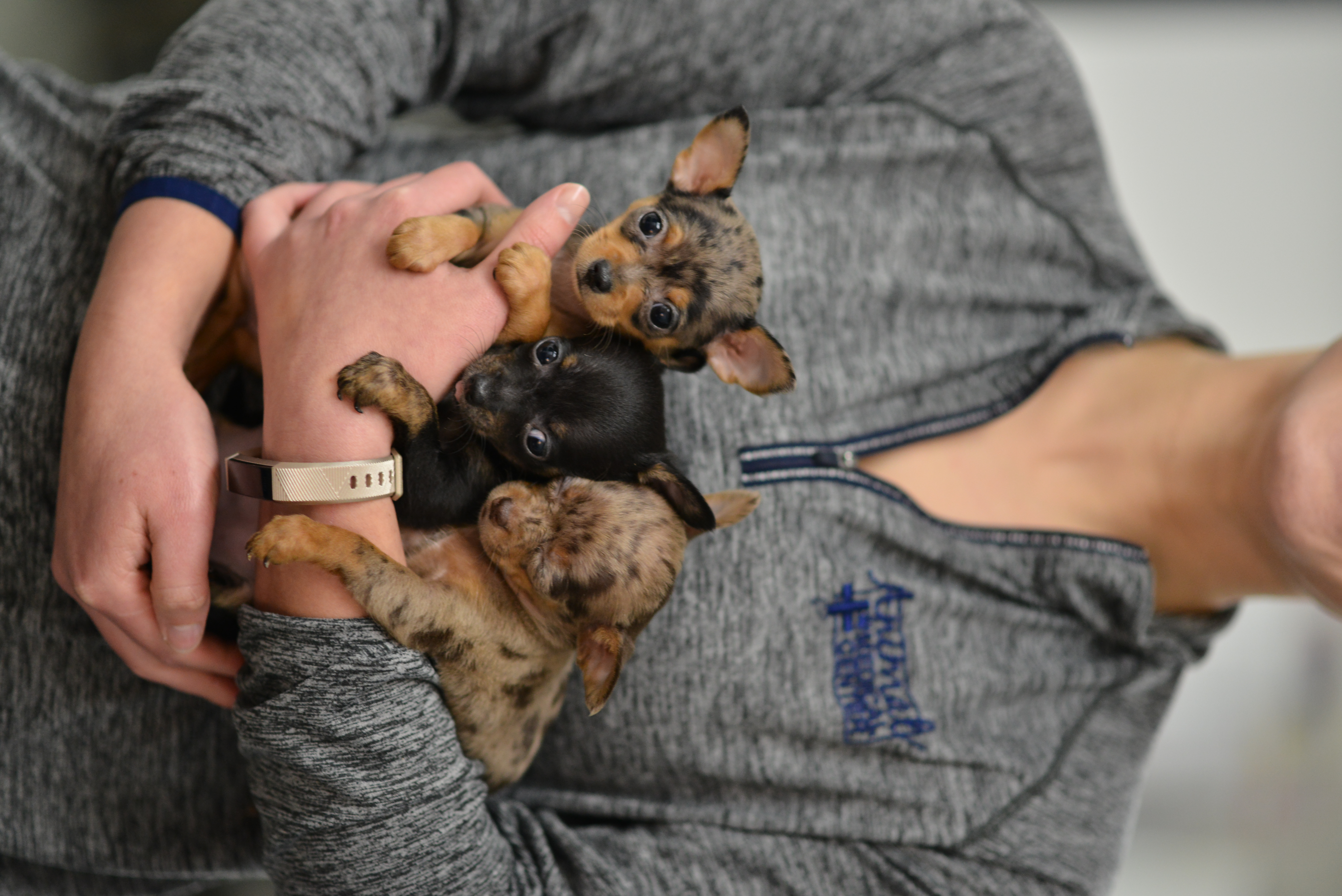 AMC of Hattiesburg staff holding three puppies