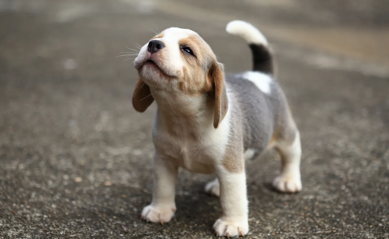 Dog on street