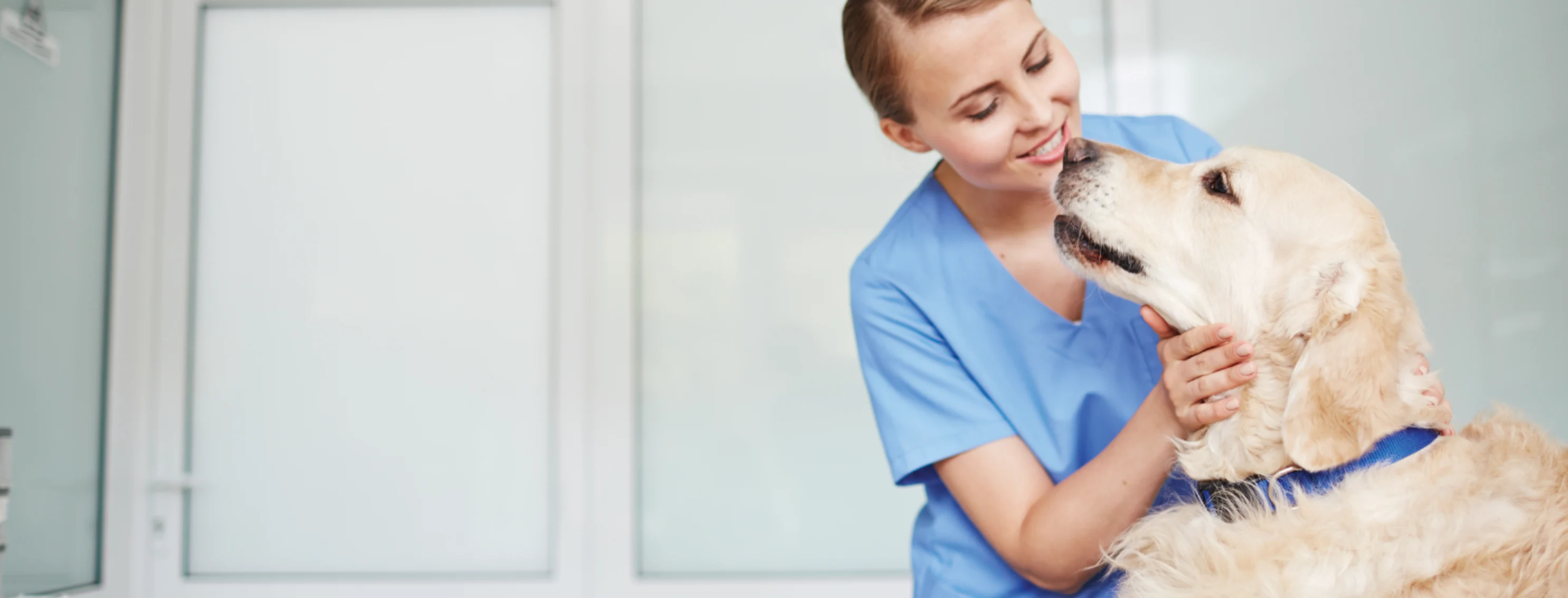 Dog with vet on the side being held Dog with vet on the side being held