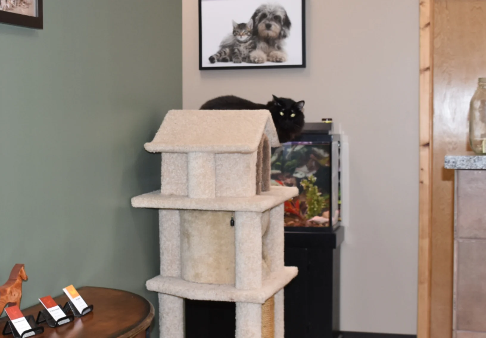 Cat standing on tower looking at camera Cat standing on tower looking at camera
