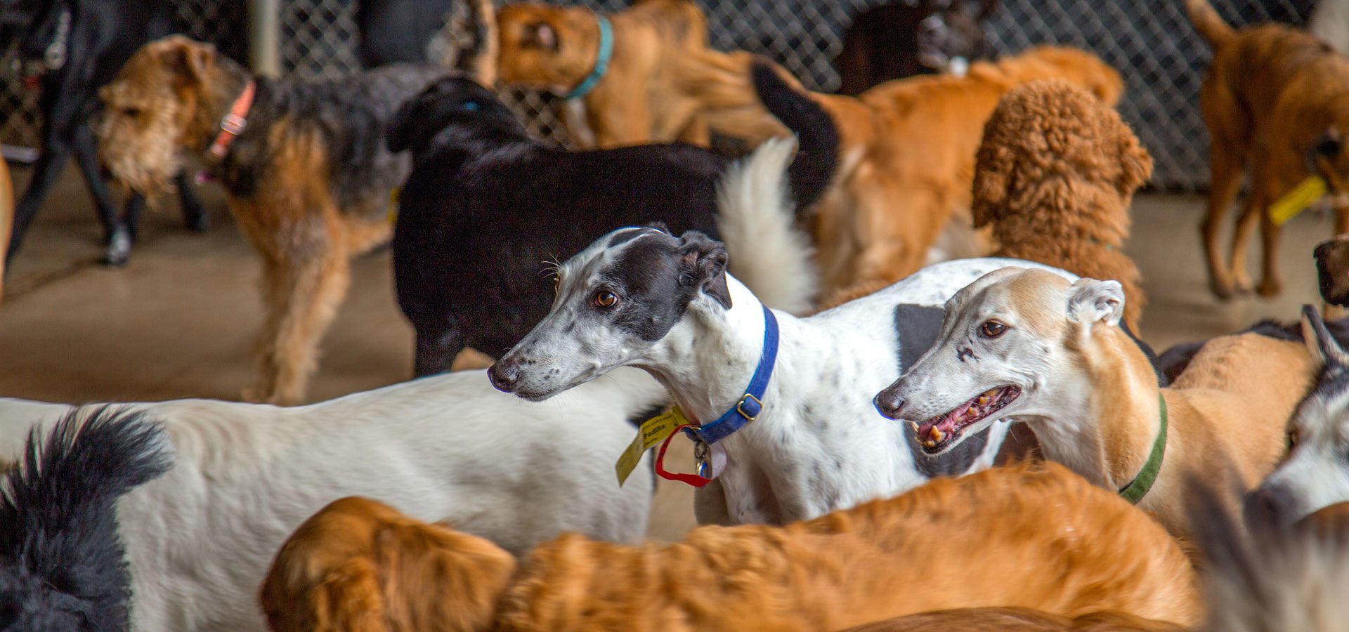 Dogs in dog daycare area at Canine Country Club