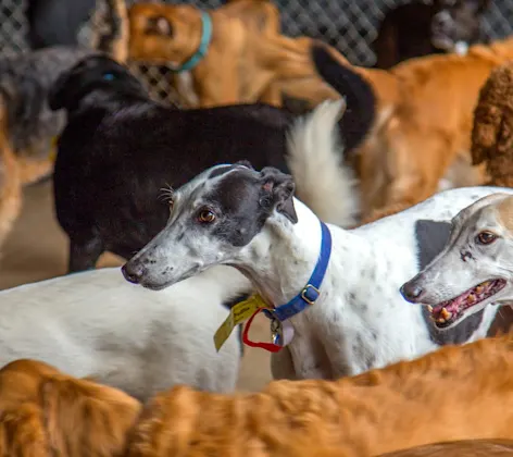 Dogs in dog daycare area at Canine Country Club Dogs in dog daycare area at Canine Country Club