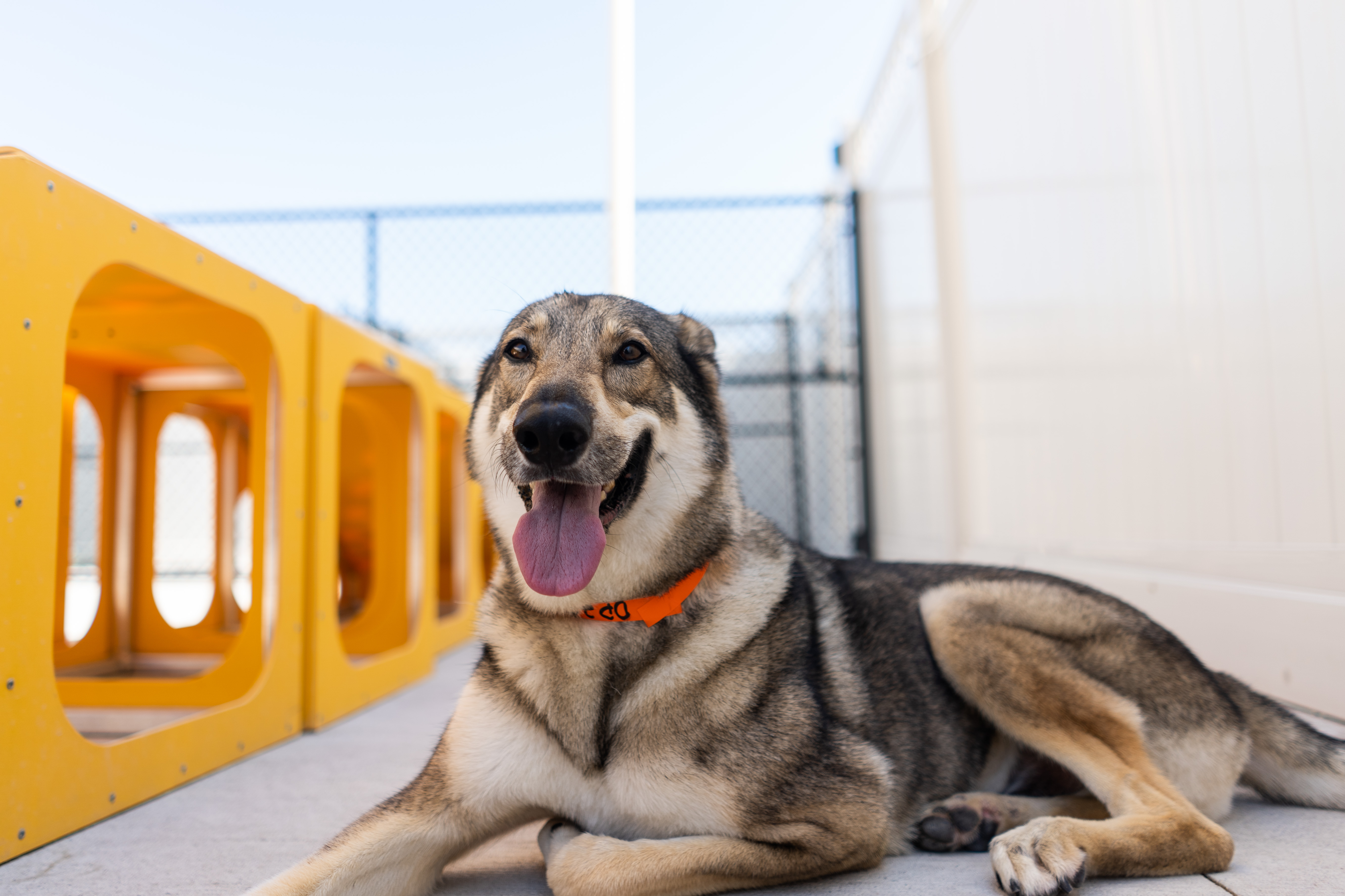 A dog enjoys the outdoor play area at PetSuites. 