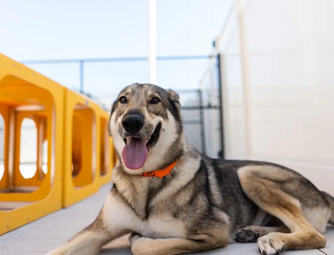 A dog enjoys the outdoor play area at PetSuites. A dog enjoys the outdoor play area at PetSuites.