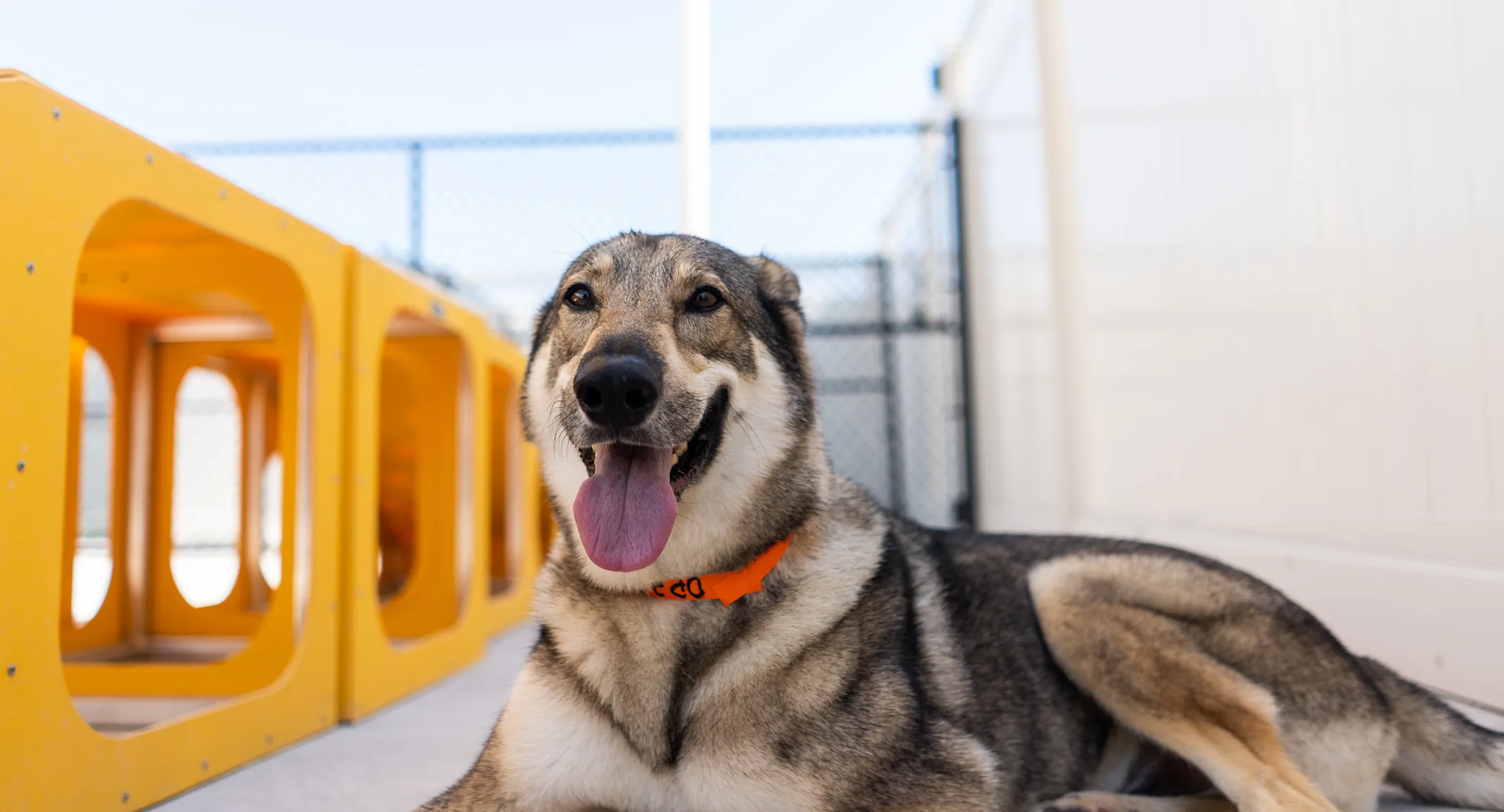 A dog enjoys the outdoor play area at PetSuites. A dog enjoys the outdoor play area at PetSuites.