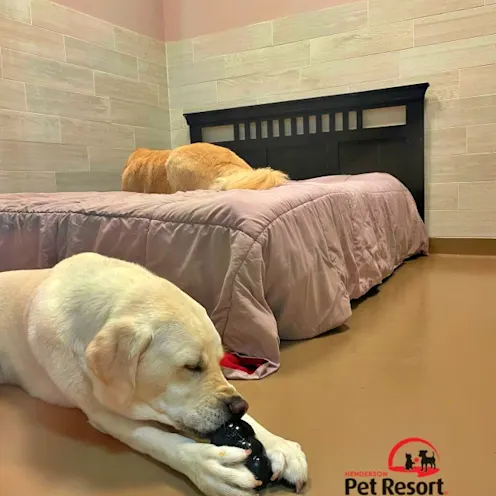 Two dogs laying down Two dogs laying down