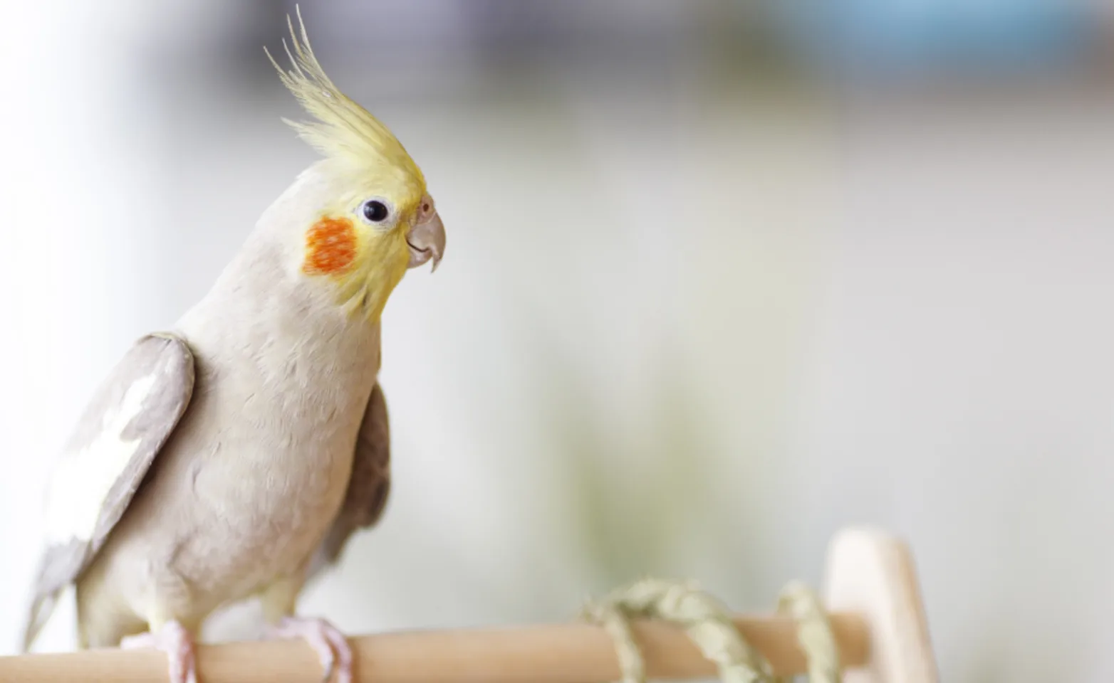 Bird perched on a wooden rod