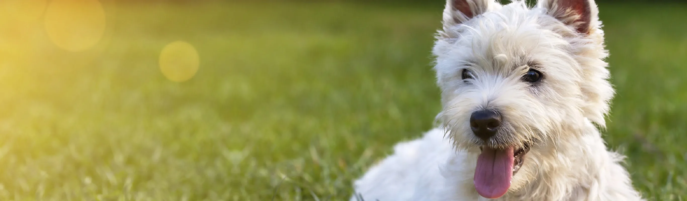 Dog laying in grass