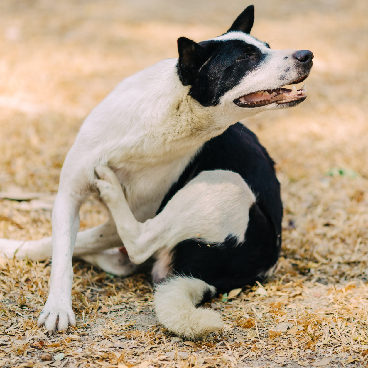 Dog scratching itself
