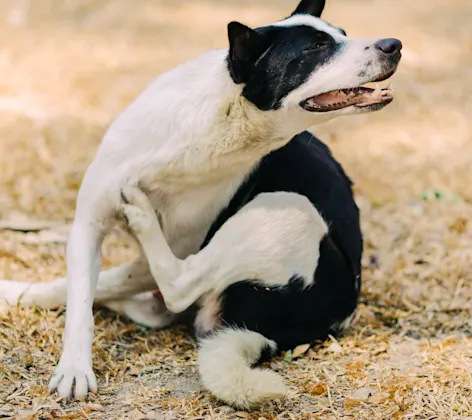 Dog scratching itself Dog scratching itself