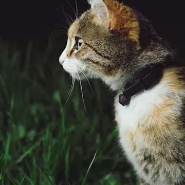 Orange Calico Cat sitting outside in a grassy lawn in the dark. Orange Calico Cat sitting outside in a grassy lawn in the dark.