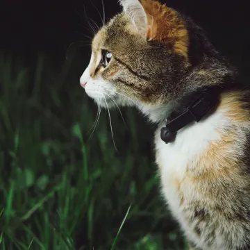 Orange Calico Cat sitting outside in a grassy lawn in the dark. 