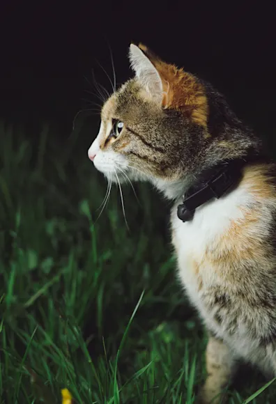 Orange Calico Cat sitting outside in a grassy lawn in the dark. Orange Calico Cat sitting outside in a grassy lawn in the dark.