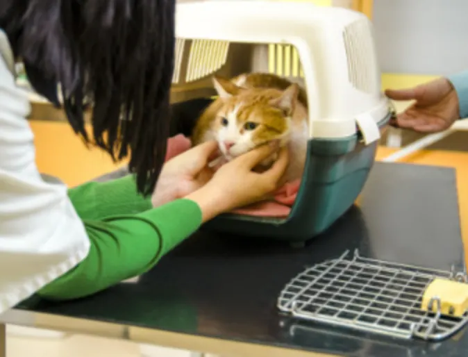 Veterinarian Petting a Cat in Carrier