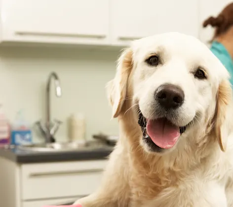 A Golden Retriever with a cast