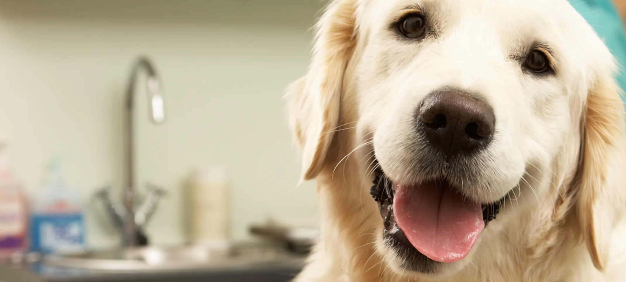 A Golden Retriever with a cast A Golden Retriever with a cast